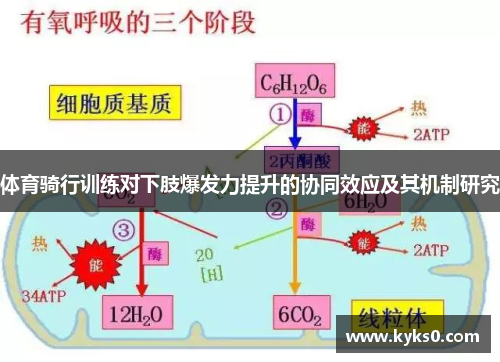 体育骑行训练对下肢爆发力提升的协同效应及其机制研究